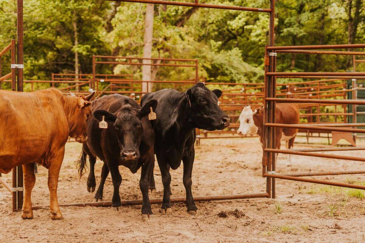 Cattle Equipment Accessories: What You Need for Your First Herd