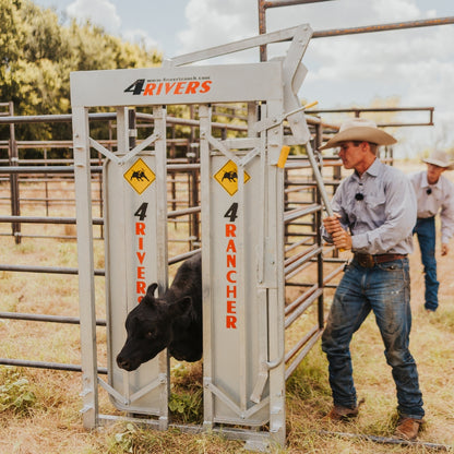 Cattle Rancher Using the 4 Rivers Head Gate with black cattle peeking out