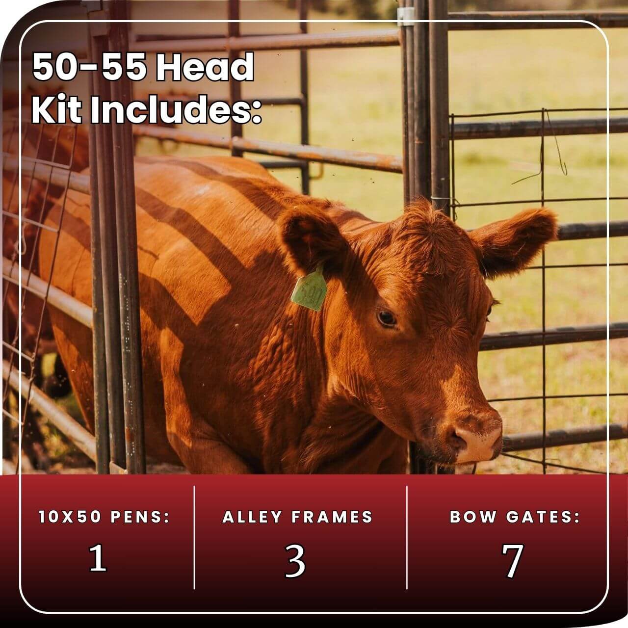 Cattle Working System - (A) 50-55 Head